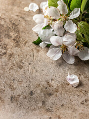Fototapeta na wymiar White spring flowers on brown textured background. Minimal composition. Text space
