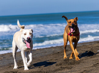 dog on the beach