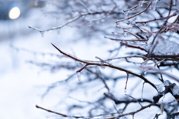 winter nature with icy plant, copy space. winter icy nature. beauty of winter nature. icy twigs