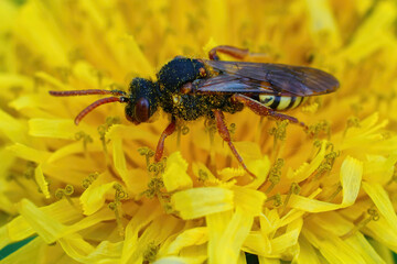 Closeup on a female cleptoparasite Variable nomad bee, Nomada zonata in a yellow dandelion flower, Taraxacum officinale