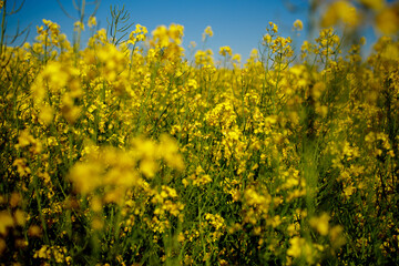 Close up blooming rapeseedin agricultural field. Rapeseed is grown for the production of animal feeds, vegetable oils and biodiesel