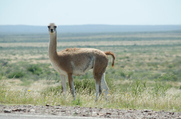 guanaco looking at camera, in the middle of the field, guanaco d la patagonia