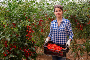 Portrait of successful smiling female farmer with box of freshly picked ripe grape tomatoes in greenhouse. Harvest time