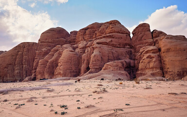 Group of camels walking in orange red sand of Wadi Rum desert, tall rocky mountains background