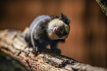 Naklejka premium Small White headed marmoset - Callithrix geoffroyi - walking on tree branch, head twisted, looking curious