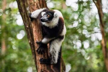 Black-and-white ruffed lemur - Varecia variegata - holding a tree, looking to side, blurred green forest background © Lubo Ivanko