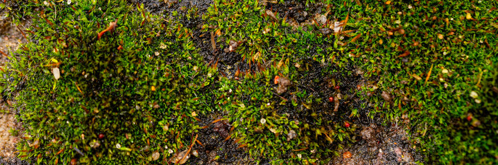 The texture of the soil with green moss. Macro image of moss growing on the ground. The natural background.