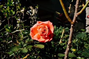 Beautiful red rose flower and green leaf on the vine in the winter of Florida