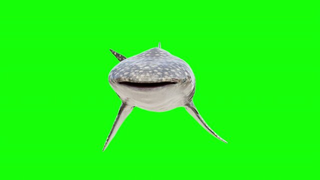 a whale shark seen from the front. a whale shark on a green background. a 3d whale shark swimming