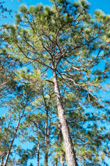 Fototapeta premium Beautiful pine tree leaf change color in autumn