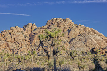 Joshua Tree National Park Rock Formations During the Day