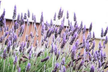 lavandula, flor, morada, campa, naturaleza, fábrica, flor, huerta, verano, hierba, aroma, violacea, provenza, aromaterapia, farmacos, beldad, de hierbas, agricultura, florecer, fra, perfumar, chacras,