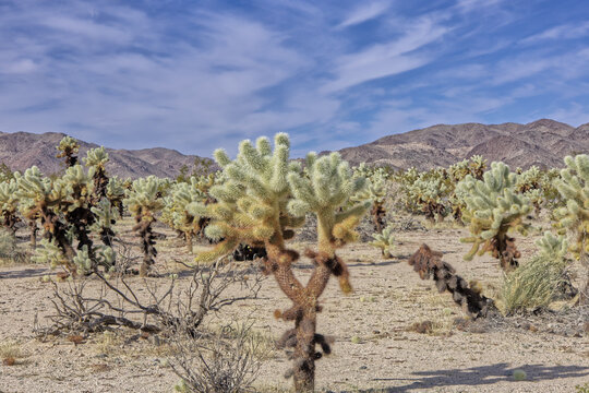 Joshua Tree National Park Chollas During the Day