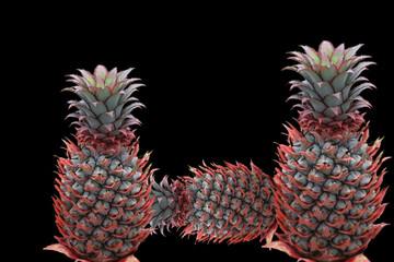 Pineapple picked from own garden