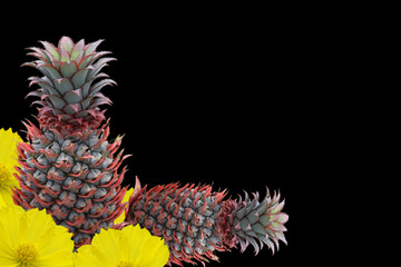 Pineapple picked from own garden