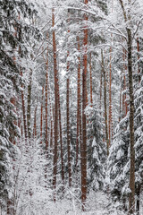 Fototapeta na wymiar Snowy winter forest. Trees and bushes covered with snow