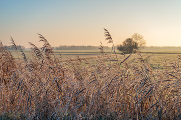 Yellowed reed plants on the edge of meadows in a Dutch polder. It is an early winter morning and...