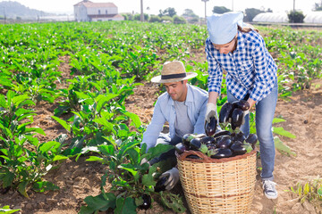 Couple of young farmers working at smallholding in summertime, harvesting ripe eggplants