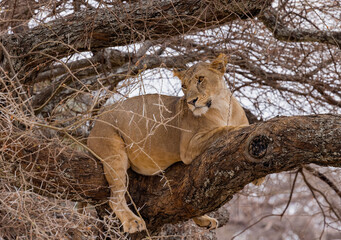  lioness in tree 