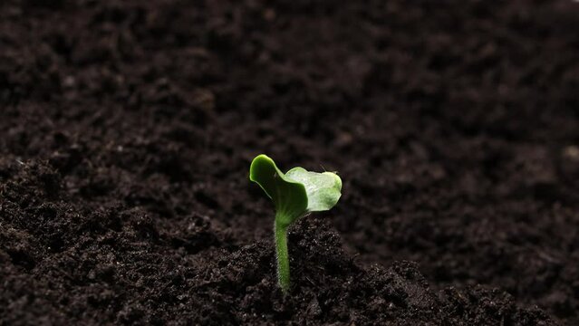 Plant Germination from Soil, Green Sprout Slowly Growing in Nature, Beautiful Summer Farm and Garden time lapse