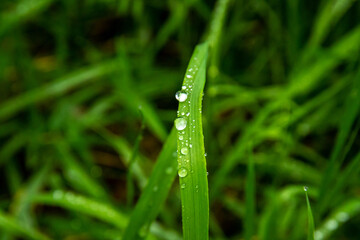 Close up of water droplets on green grass