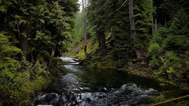 Aerial shot of the lush forest and moss covered rocks along the McKenzie River in Oregon.