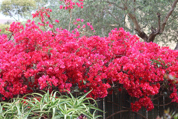 Red, pink flowers of Bougainvillea buttiana vine growing in a garden