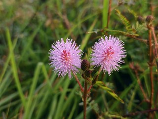 Mimosa Pudica flower in the morning