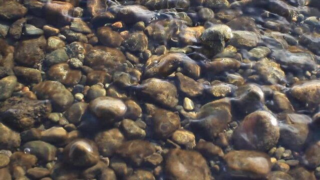 Gentle waves rolling over pebbles on the shore of Lake Washington near Seattle, Washington, USA