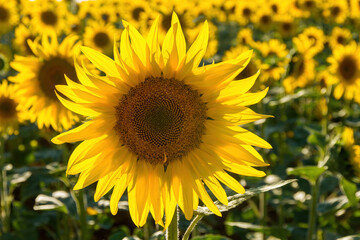 Sunflower with a background of other sunflowers out of focus