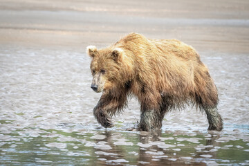 Fototapeta na wymiar Grizzly bear running on sandy beach near ocean in Alaska