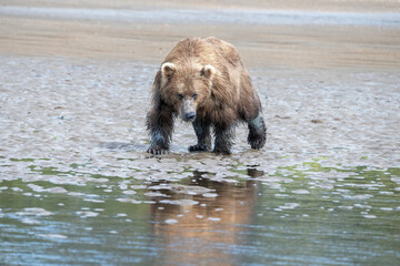 Grizzly bear running on sandy beach near ocean in Alaska