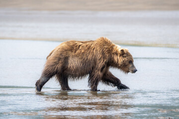 Fototapeta premium Grizzly bear running on sandy beach near ocean in Alaska