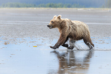 Obraz premium Grizzly bear running on sandy beach near ocean in Alaska