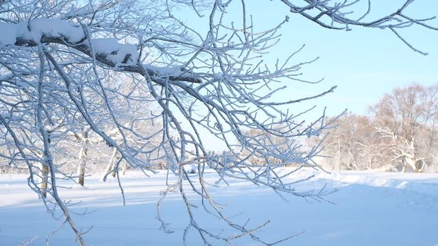 Beautiful winter landscape with trees covered with snow. Horizontal photography
