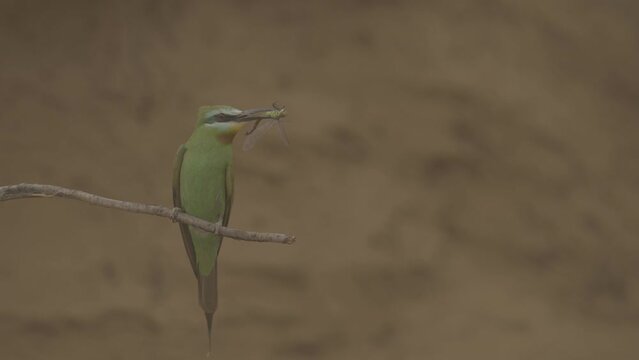 Blue-cheeked bee-eater or Merops persicus. 4K slow motion 120 fps