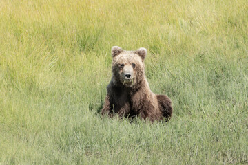 Cute grizzly bear cub playing in Alaska