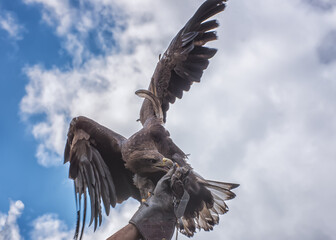 Golden eagle with spread wings on the falconer hand. Portrait