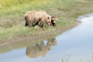 grizzly bear mama and cub drinking from river in Alaska with reflection in water.