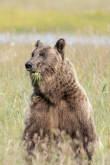 Fototapeta premium Grizzly bear walking and eating grass in Alaska