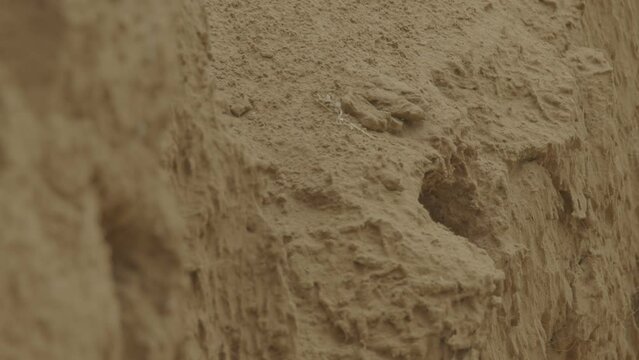 Blue-cheeked bee-eater or Merops persicus. 4K slow motion 120 fps