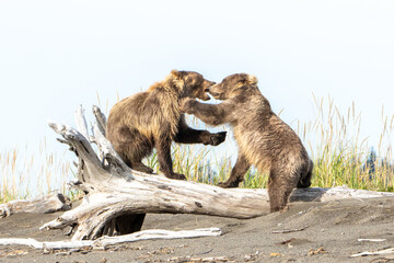 Grizzly bears fighting together on beach in Alaska. Bears are three years old and learning how to...