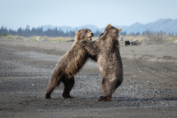 Obraz premium Grizzly bears fighting together on beach in Alaska. Bears are three years old and learning how to fight.