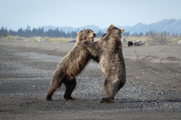 Grizzly bears fighting together on beach in Alaska. Bears are three years old and learning how to...