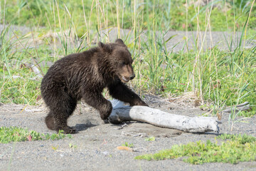 Cute grizzly bear cub playing in Alaska