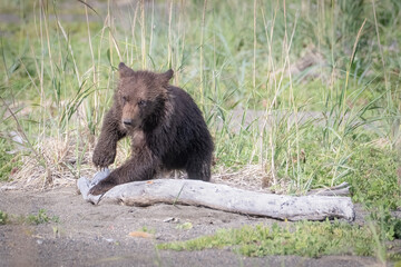 Cute grizzly bear cub playing in Alaska