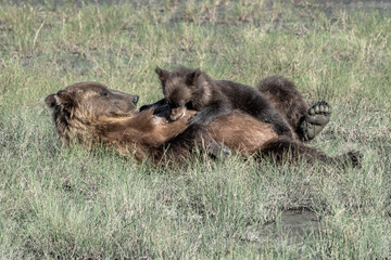 Fototapeta na wymiar Grizzly bear mama and cub laying in the grass in Alaska. The cub is a few months old and is nursing from mama.