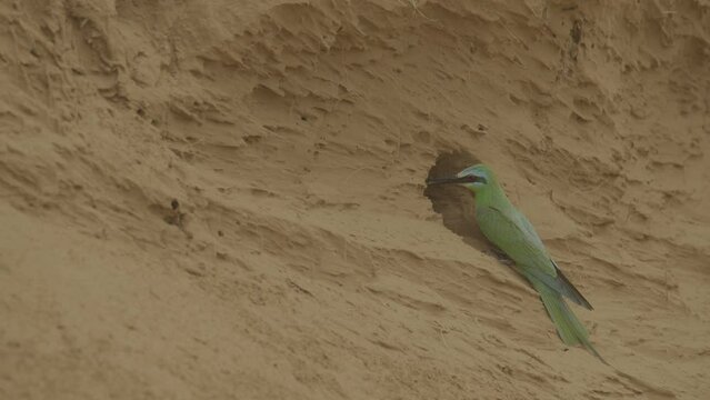 Blue-cheeked bee-eater or Merops persicus. 4K slow motion 120 fps