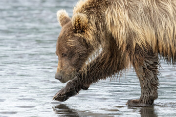 Naklejka na ściany i meble Grizzly bear on sandy beach near ocean in Alaska digging for clams in the sand.