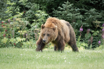 Fototapeta na wymiar Grizzly bear walking and eating grass in Alaska. The grizzly was walking through someone's flower garden.